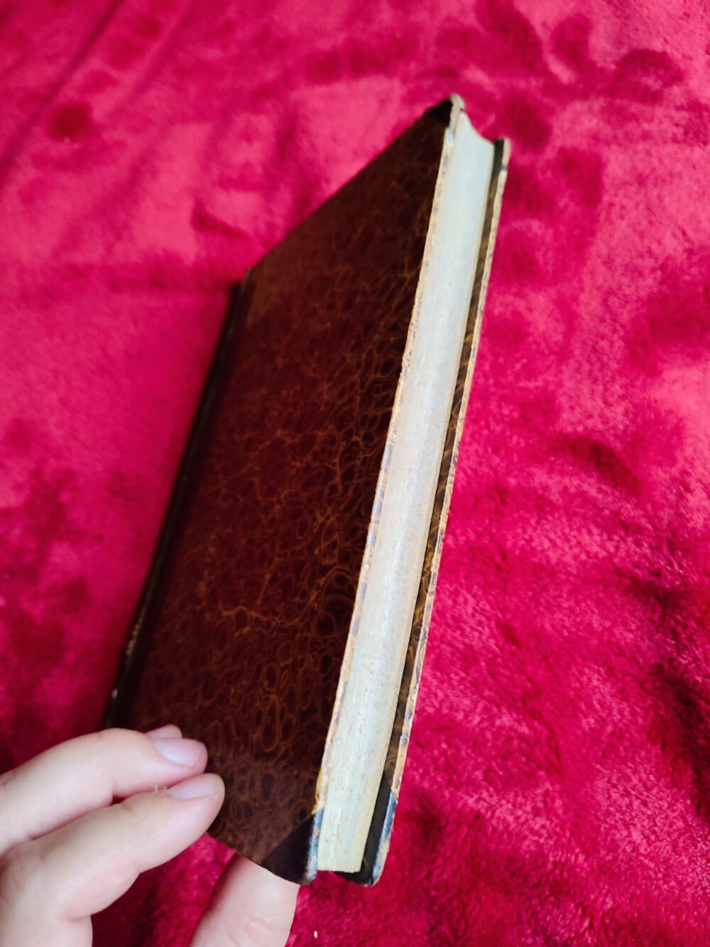 Sacrae Rituum Congregationis Decreta Authentica (...) alphabetico ordine collecta [1854] - obrazek 5